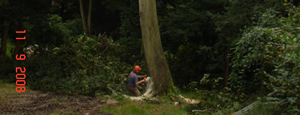 Tree Surgery
