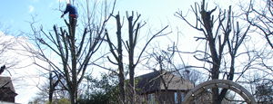 Tree Surgery