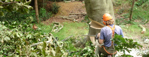 Tree Surgery
