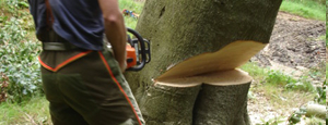 Tree Surgery