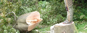 Tree Surgery
