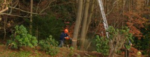 Tree Surgery