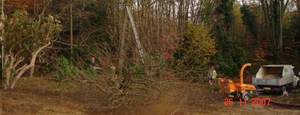 Tree Surgery