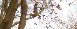 Tree Surgery