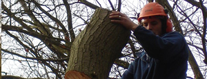 Tree Surgery