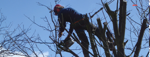 Tree Surgery